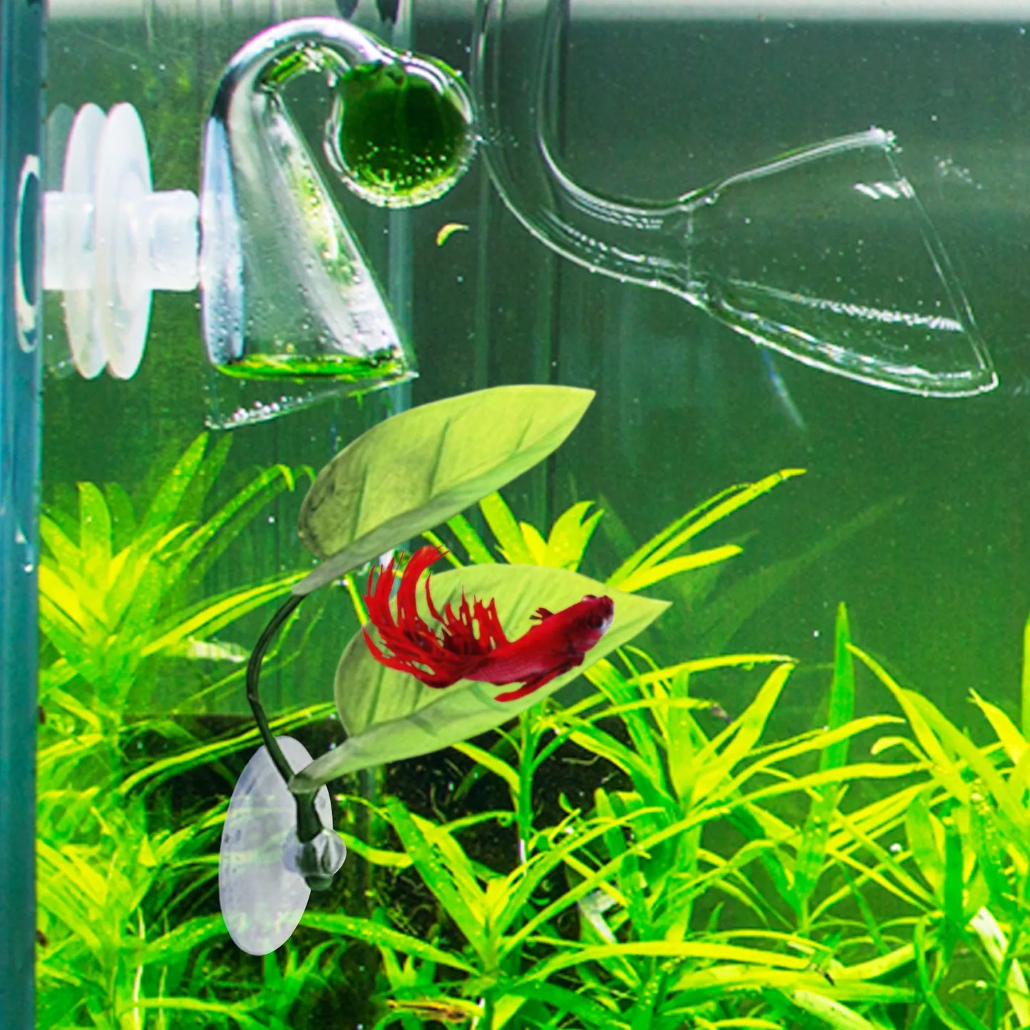 Aquarium Betta bed