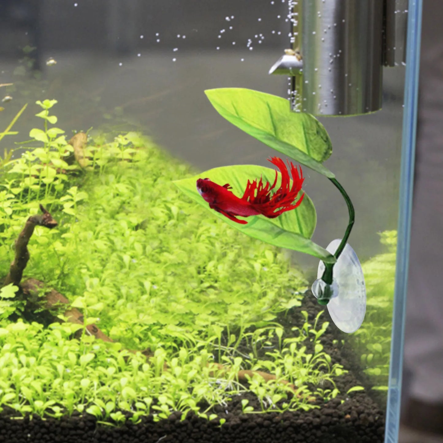 Aquarium Betta bed